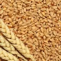 Wheat