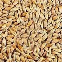 Barley 