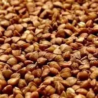 Buckwheat Or Kuttu