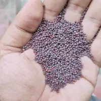 Mustard Seed