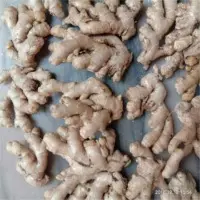 Fresh Ginger