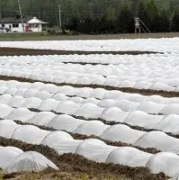 Non-woven Fabric
