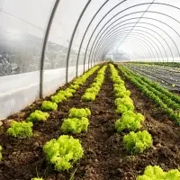 Greenhouse Film