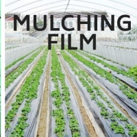 PE Film / Munch Film / Agricultural Film