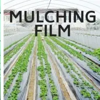 PE Film / Munch Film / Agricultural Film