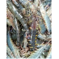 Black Tiger Shrimp