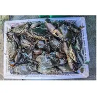 Crabs