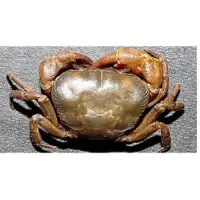 Crabs