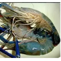 Lobsters