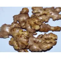 Ginger