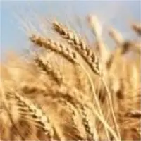 Wheat