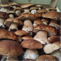 Wild Mushrooms