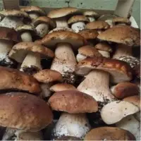 Wild Mushrooms