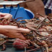 Lobster