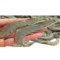 White Shrimp