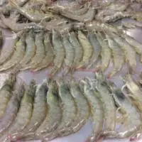 Brown Shrimp