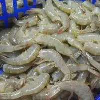 Pink Shrimp