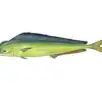 Mahi Mahi
