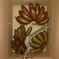 Fresh Red Banana