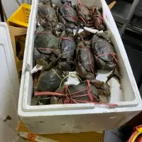 Mud Crabs