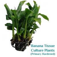 Primary Hardened Banana Tissue Culture Plants