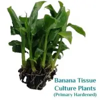Primary Hardened Banana Tissue Culture Plants
