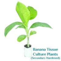 Secondary Hardened Banana Tissue Culture Plants