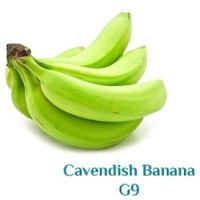 Cavendish Banana