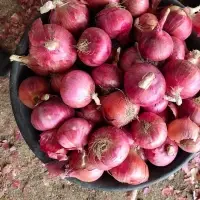 Red Onions