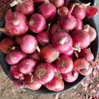 Onions
