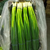 Green Spring Onion