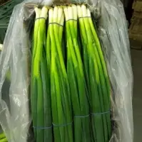 Green Spring Onion