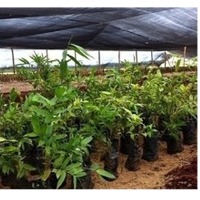 Seedlings of Bamboo