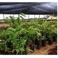 Seedlings of Bamboo