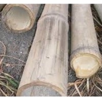 Poles (culms) of Bamboo