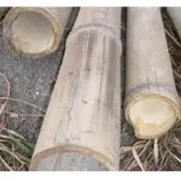 Poles (culms) of Bamboo