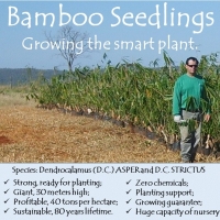 Bamboo Seedlings