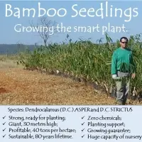 Bamboo Seedlings