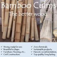Bamboo Culms