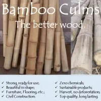 Bamboo Culms
