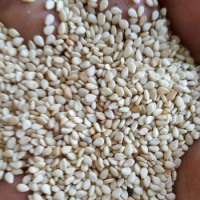 Sesame Seeds