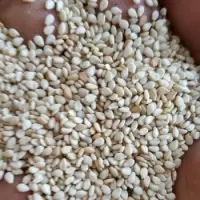 Sesame Seeds