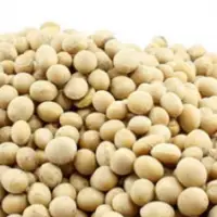 Soya Beans