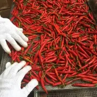 Red Chili