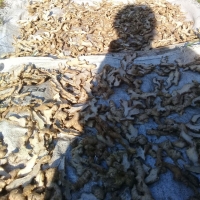 Dry Slice Ginger