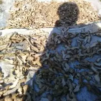 Dry Slice Ginger