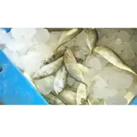 Frozen Fish