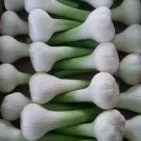 Garlic