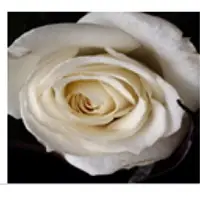 Rosewater