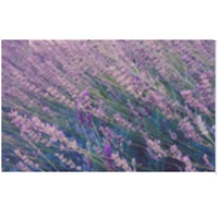 Lavendar Oil